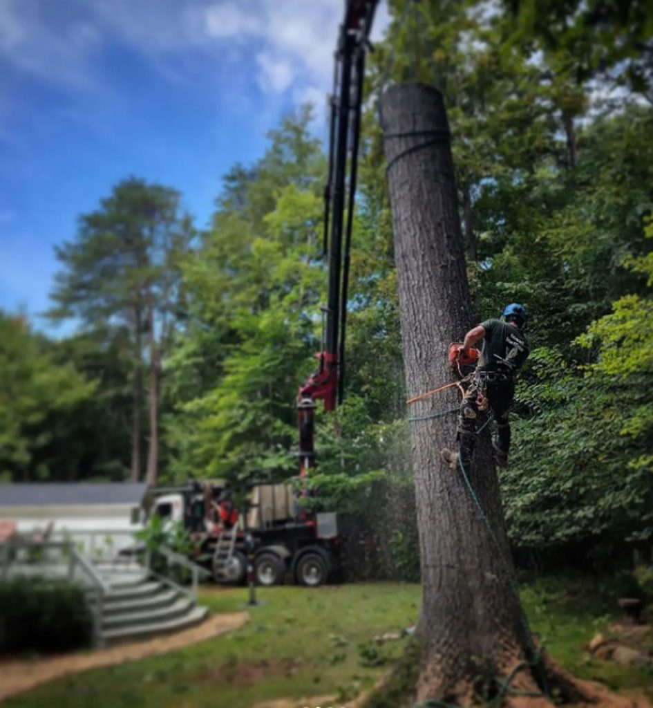 Cutting wood