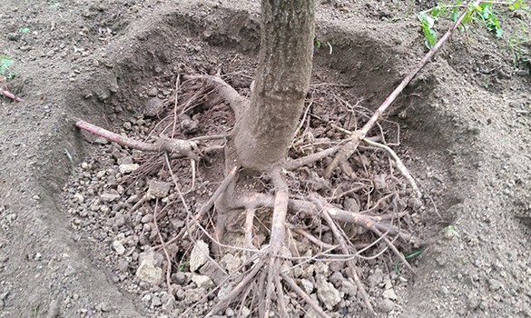 The root of a tree