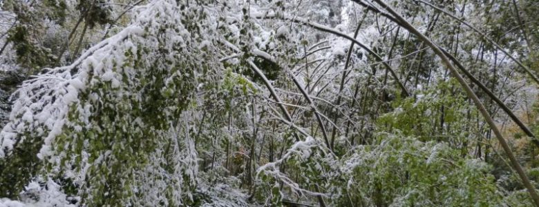 Snow on the branches