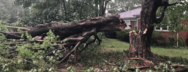 A broken tree